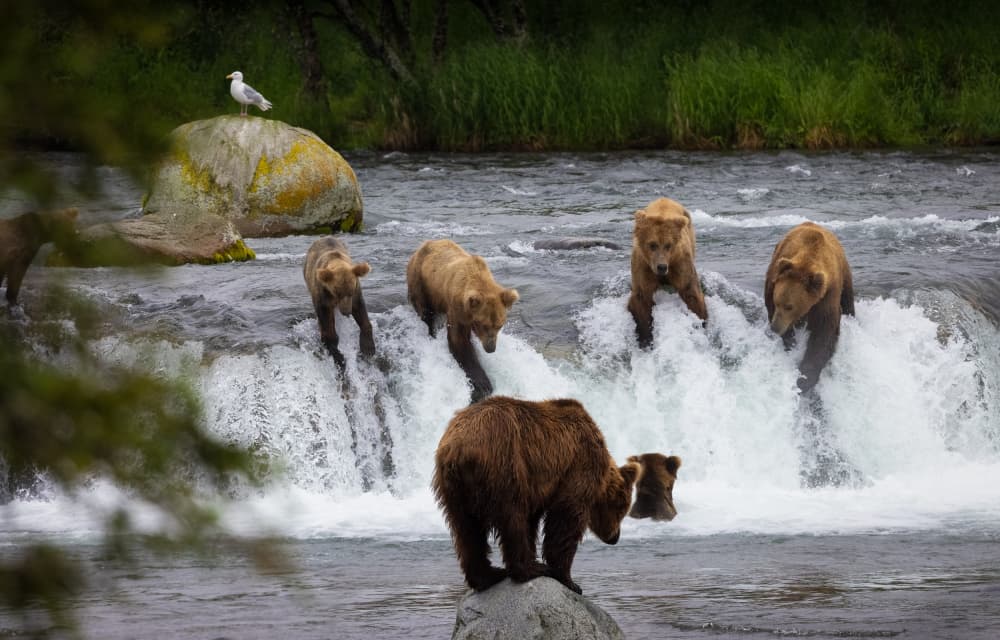 Bears Fishing Waterfall by Yanny Liu — canvas wall art