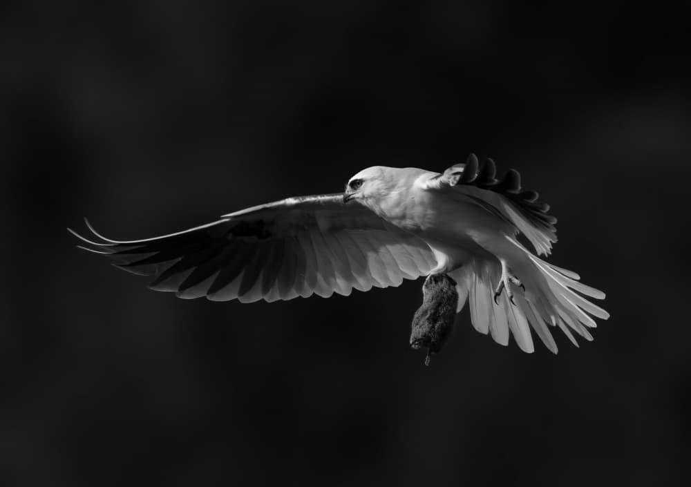 White Kite Flight by Johnson Huang — canvas wall art