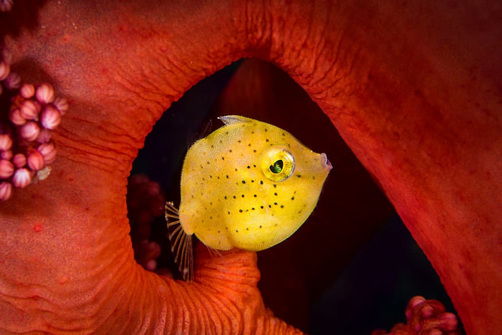Spotted Yellow Fish by Cédric Péneau — canvas wall art