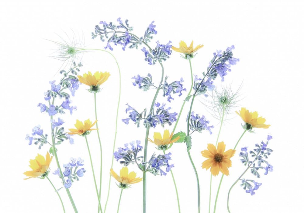Wild Meadow Blooms by Fangping Zhou — canvas wall art
