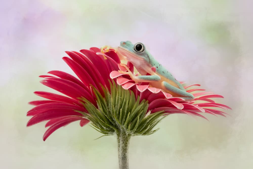 Vibrant Frog on Flower by Linda D Lester — canvas wall art
