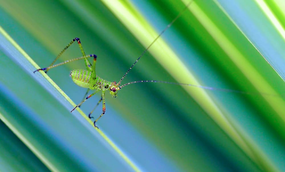 Green Insect On Leaf by Thierry Dufour — canvas wall art