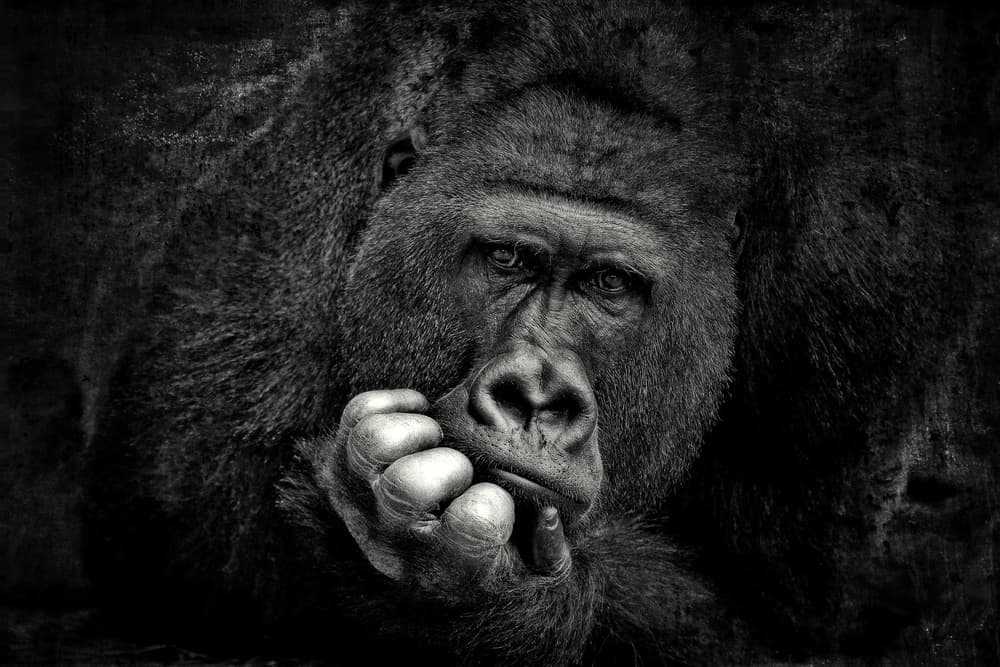 Thoughtful Gorilla Portrait by Antje Wenner-Braun — canvas wall art
