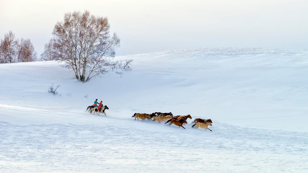 Wild Horses Winter Run by Hua Zhu — canvas wall art