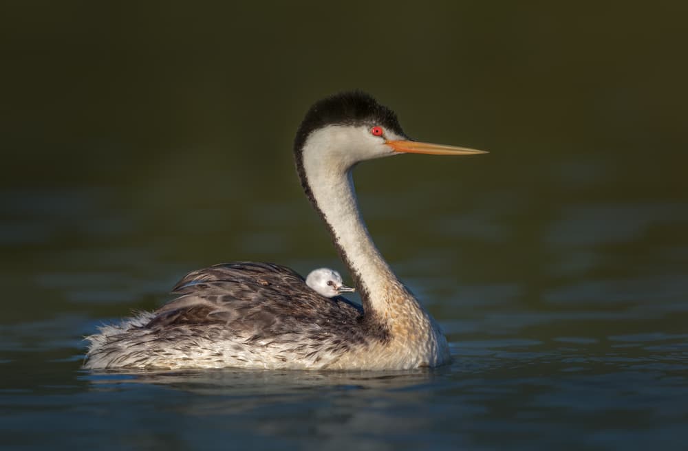 Western Grebe and Chick by Greg Barsh — canvas wall art