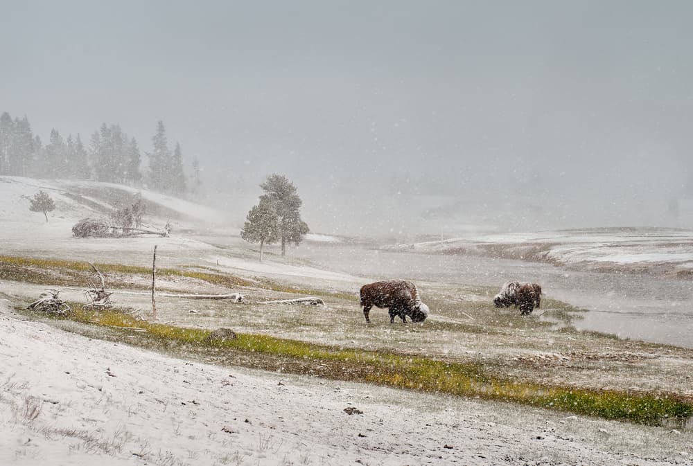 Bison in Winter Snow by Shenshen Dou — canvas wall art