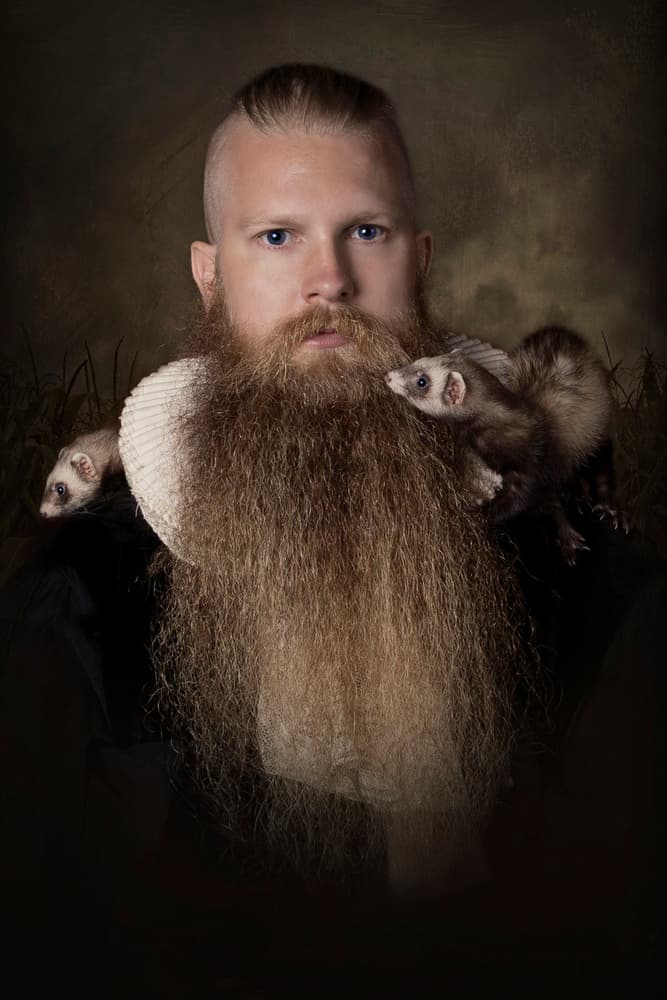 Renaissance Man Ferrets by Carola Kayen-Mouthaan — canvas wall art