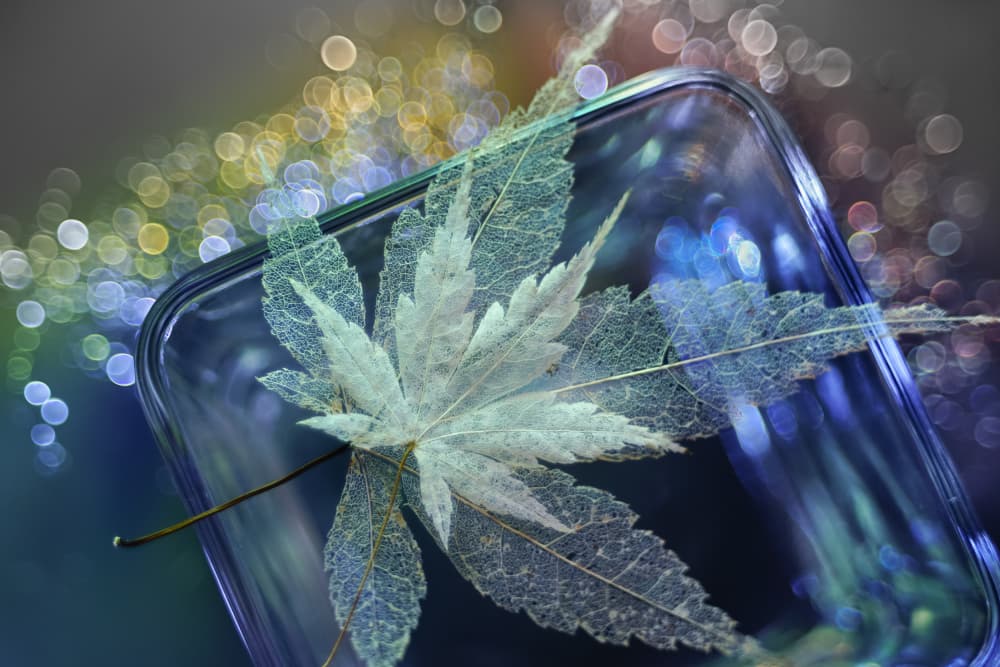 Ethereal Skeleton Leaf by Shihya Kowatari — canvas wall art
