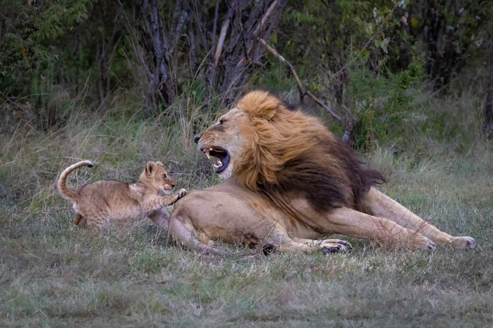Roaring Lion and Playful Cub by Mark Strom — canvas wall art