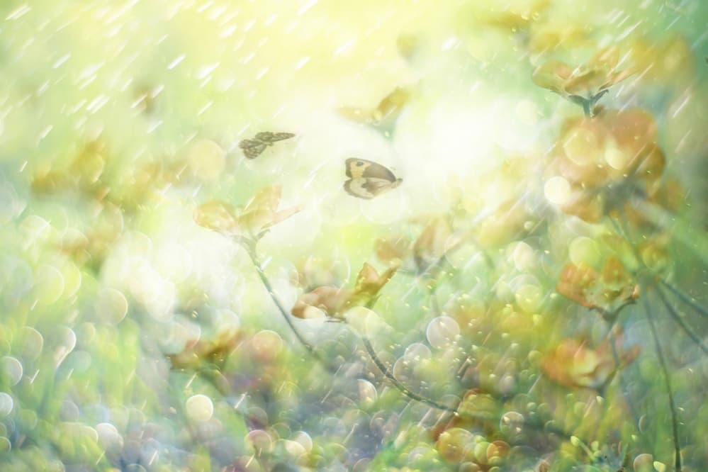 Dreamy Butterfly Blooms by Delphine Devos — canvas wall art