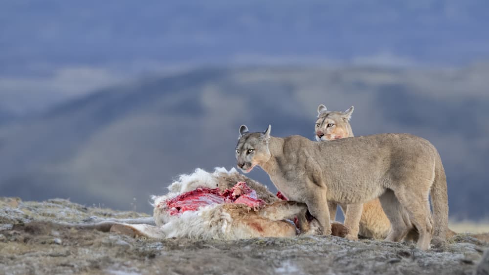 Mountain Lions Feeding by Jie Fischer — canvas wall art