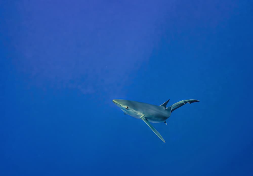 Blue Shark Swimming by Fernando Abreu — canvas wall art