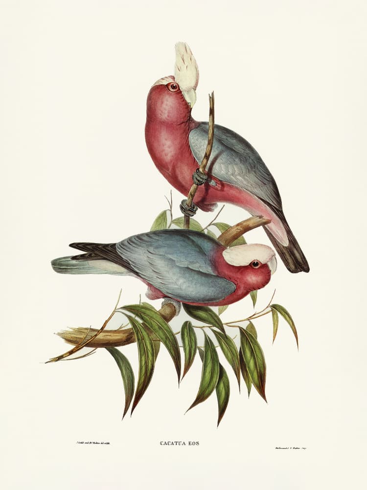 Cacatua Eos by Elizabeth and John Gould — canvas wall art