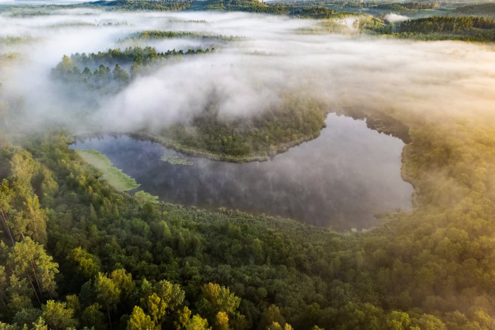 Forest Lake Morning Mist by Leszek Paradowski — canvas wall art