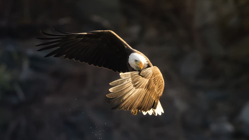 Powerful Eagle in Flight by Tao Huang — canvas wall art