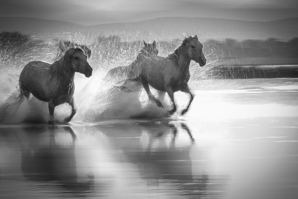Wild Horses Splashing by Bingo Z — canvas wall art