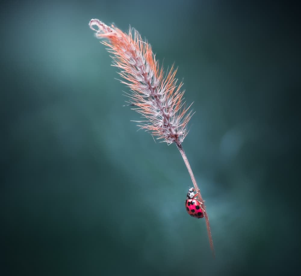 Ladybug On Fuzzy Grass by Atul Saluja — canvas wall art
