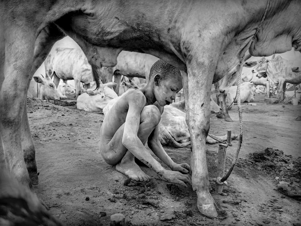 Dusty Child Among Cattle by Svetlin Yosifov — canvas wall art