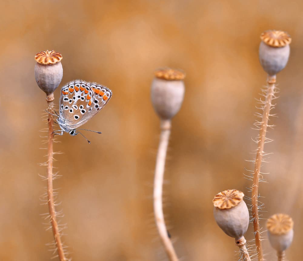 Butterfly on Poppy Pod by Thierry Dufour — canvas wall art