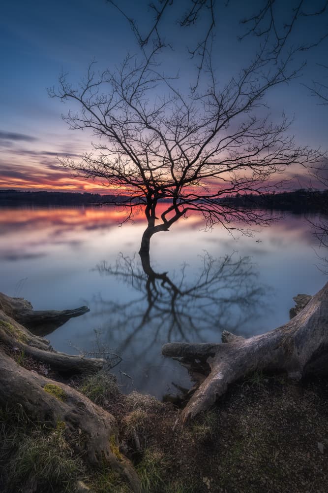 Colorful Sunset Tree Reflection by Adam Pachula — canvas wall art