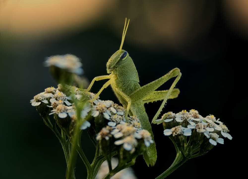 Green Grasshopper on Bloom by Yi Pan — canvas wall art