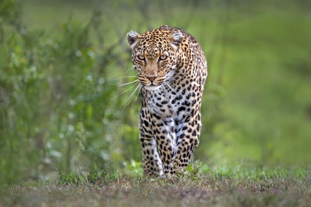 Leopard on Patrol by Xavier Ortega — canvas wall art