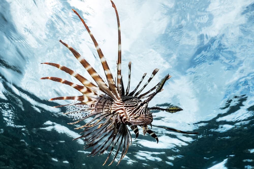 Vibrant Lionfish Underwater by Serge Melesan — canvas wall art