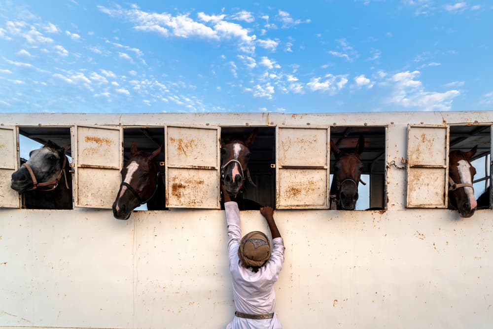 Man Feeds Arabian Horses by Haitham AL Farsi — canvas wall art