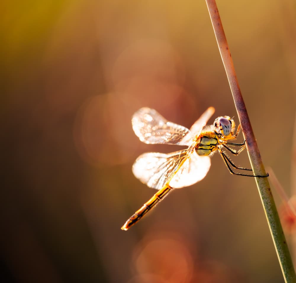 Dragonfly in Golden Light by Gianpaolo Meriana — canvas wall art