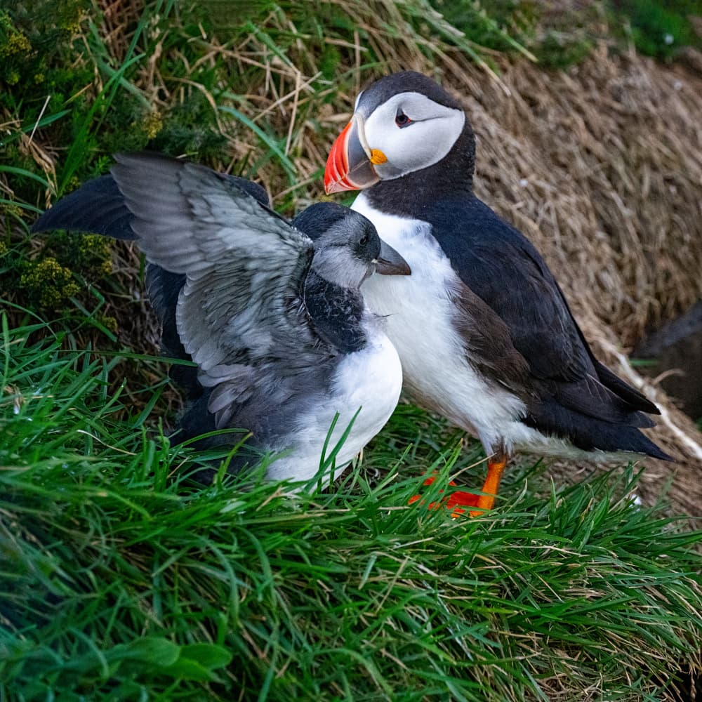 Puffin and Chick by Benton Murphy — canvas wall art