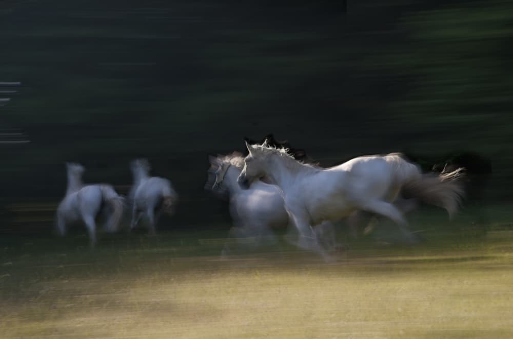 Galloping White Horses by Milan Malovrh — canvas wall art