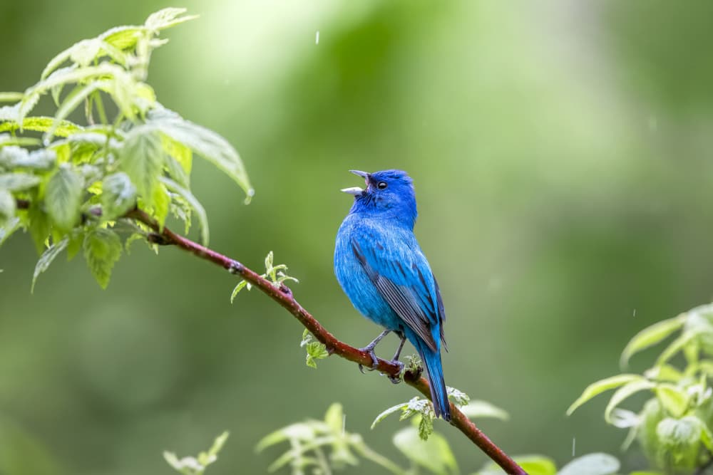 Vibrant Blue Songbird by Steven Zhou — canvas wall art