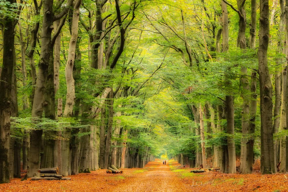 Vibrant Autumn Forest Path by Hilda van der Lee — canvas wall art