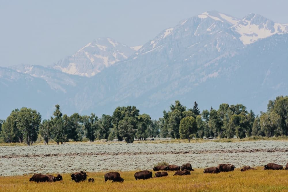 Bison Herd Mountains by Del Mundo Imagery — canvas wall art
