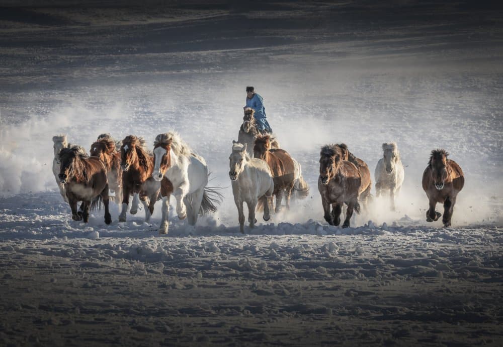 Wild Horses Running in Snow by Irene Wu — canvas wall art