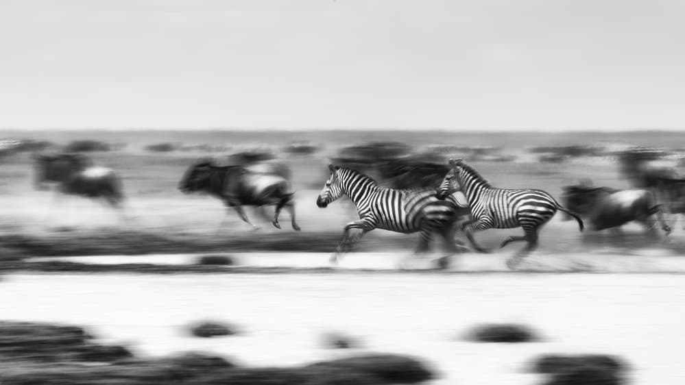 Zebras Wildebeest Run by Mohammed Alnaser — canvas wall art