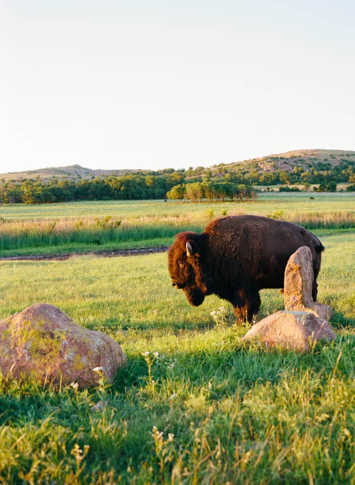 Majestic Bison Morning by Bethany Young — canvas wall art