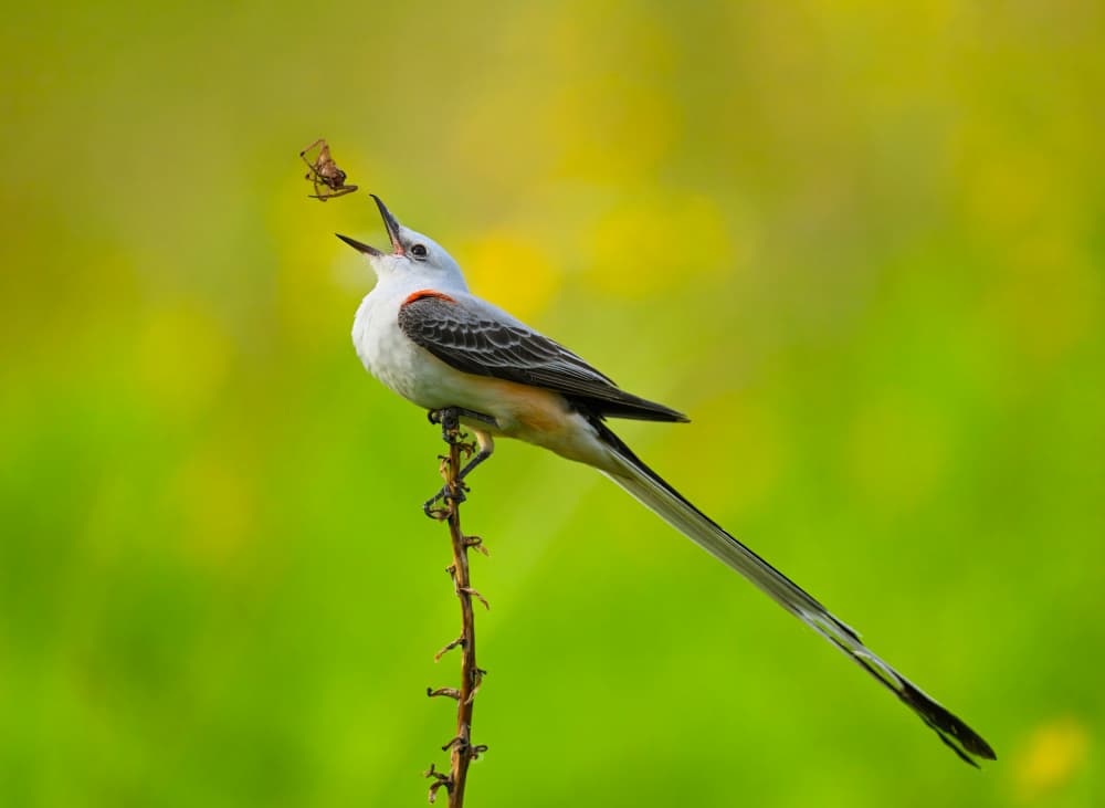 Bird's Mid-Air Catch by Mike He — canvas wall art