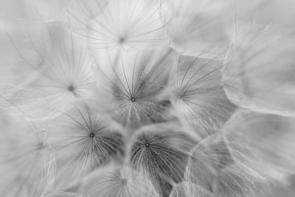 Delicate Dandelion Seeds by Lotte Grønkjær — canvas wall art