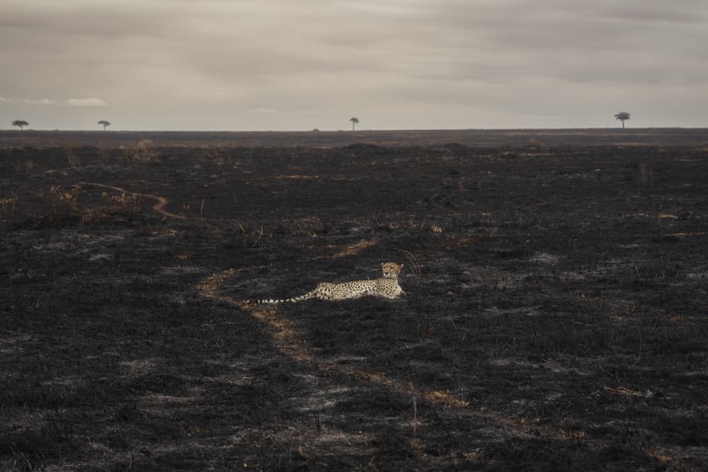 Cheetah on Burnt Plains by Roberto Marchegiani — canvas wall art