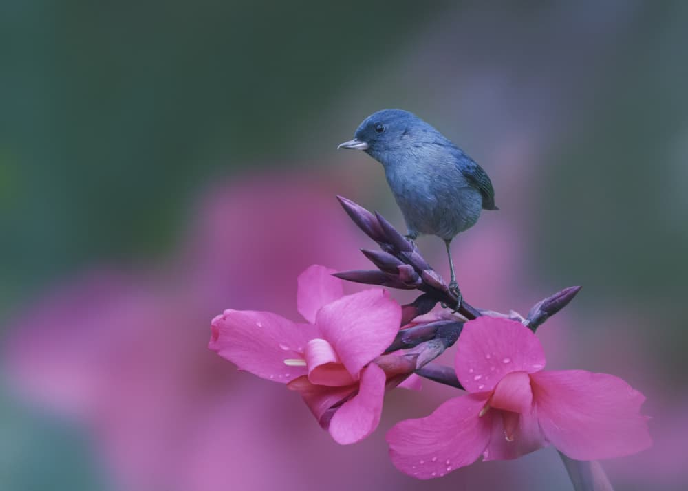 Blue Bird Pink Bloom by Qing Zhao — canvas wall art