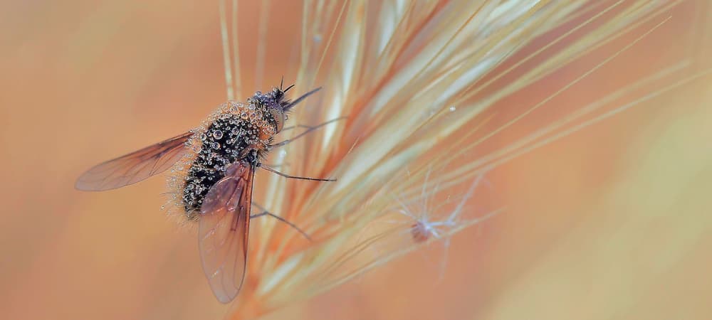 Dewy Morning Insect by Thierry Dufour — canvas wall art