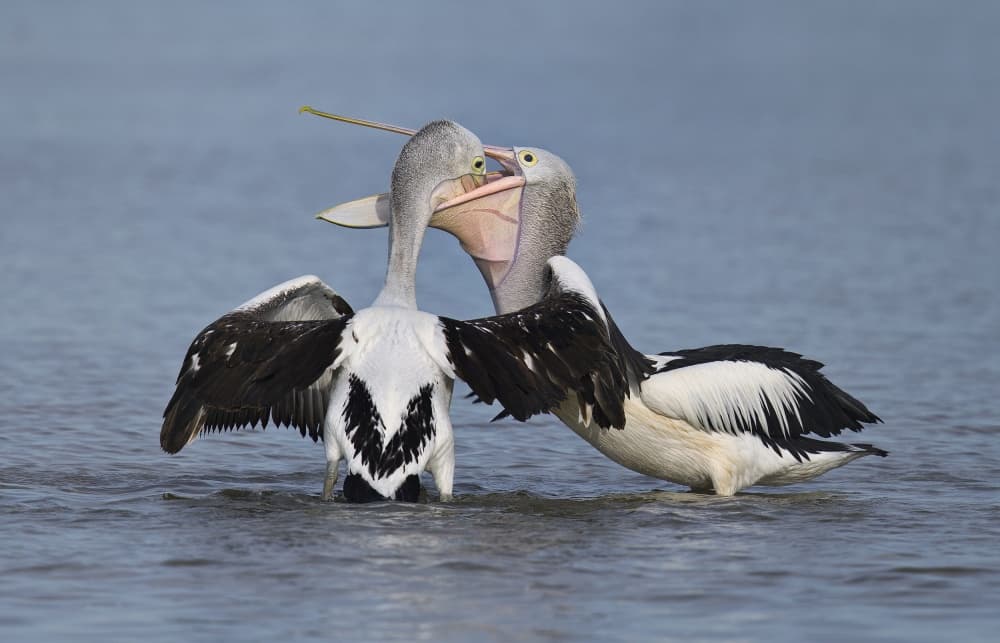 Pelican Feeding Moment by C.S. Tjandra — canvas wall art