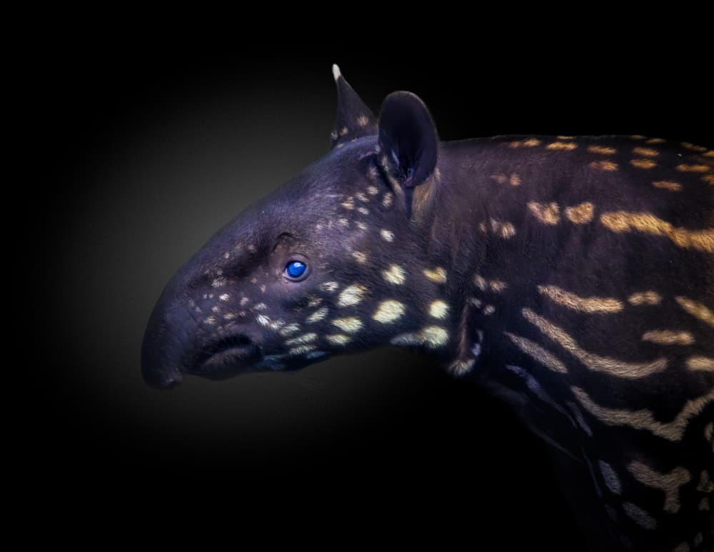 Captivating Baby Tapir by Alex Zhao — canvas wall art