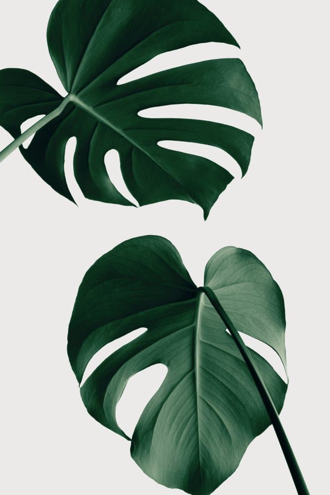 Deep Green Tropical Leaves by Pictufy Studio III — canvas wall art