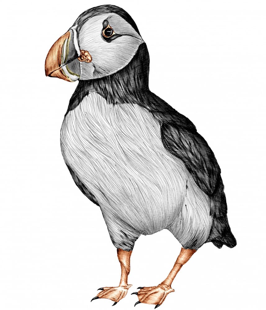 Charming Puffin Portrait by EC Mazur — canvas wall art