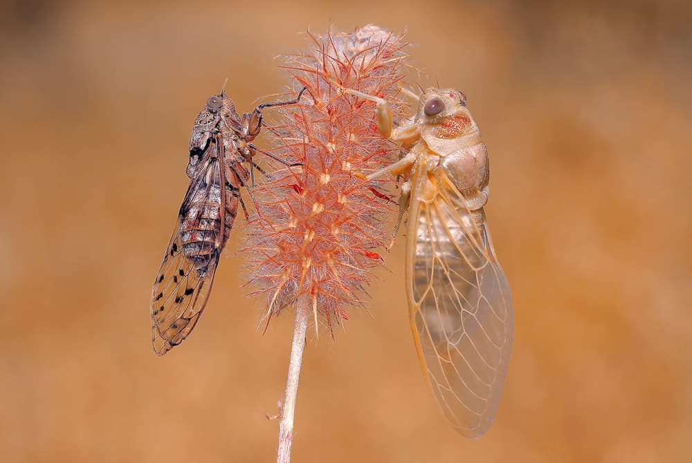 Cicada Emergence by Thierry Dufour — canvas wall art