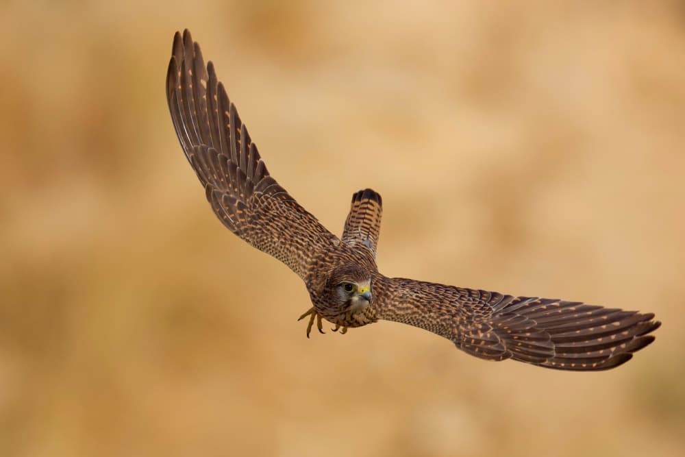 Wild Falcon in Flight by David Manusevich — canvas wall art