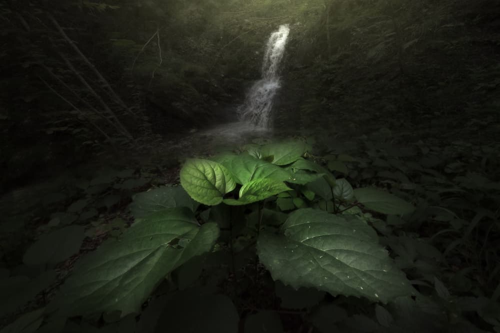 Hidden Forest Waterfall by Filippo Manini — canvas wall art