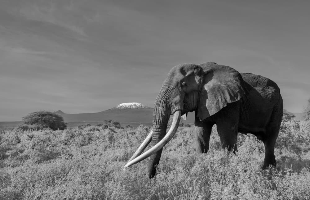 Elephant Of Kilimanjaro by MIN LI — canvas wall art